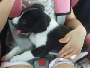Cachorro raça Vira Lata idade Abaixo de 2 meses nome Sem nome