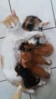 gatinhos