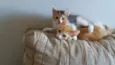 gatinhos