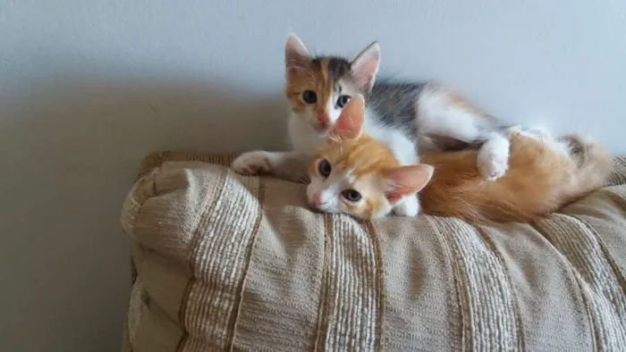 Gato ra a SRD idade 2 a 6 meses nome gatinhos