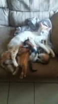gatinhos