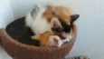 gatinhos