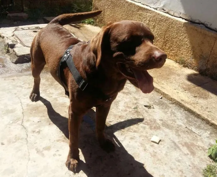 Cachorro ra a Labrador idade 3 anos nome Scott