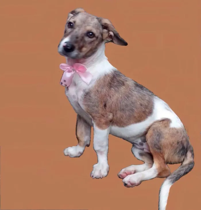 Cachorro ra a SRD idade 2 anos nome Rosinha