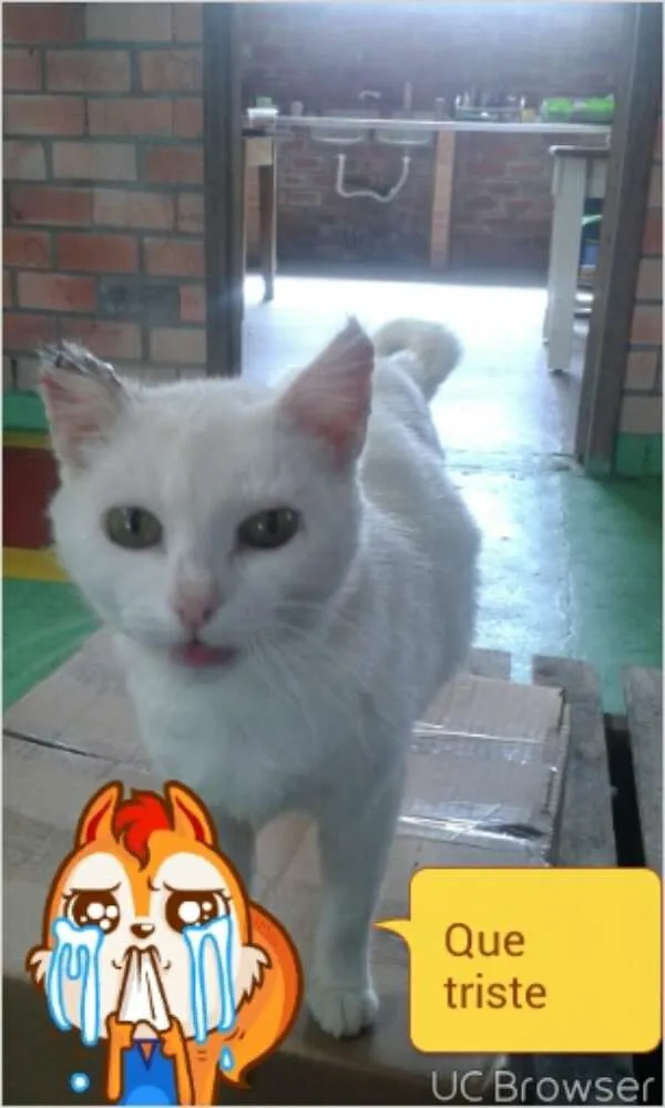 Gato ra a nao sabemos idade 1 ano nome Slim