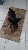 Pretinho