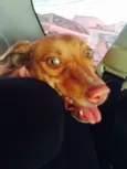 Penélope 