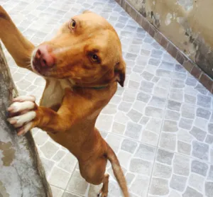 Cachorro raça Vira lata idade 1 ano nome Penélope 