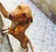 Cachorro raça Vira lata idade 1 ano nome Penélope 