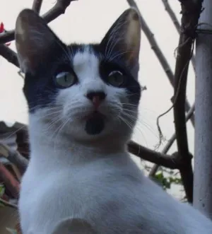 Gato raça SRD idade 7 a 11 meses nome ARTEMIS