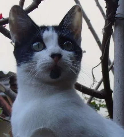 Gato ra a SRD idade 7 a 11 meses nome ARTEMIS