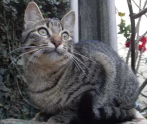 Gato raça SRD idade 7 a 11 meses nome MISTICA