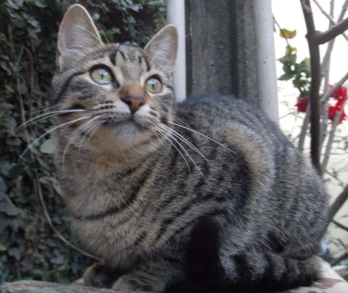 Gato ra a SRD idade 7 a 11 meses nome MISTICA