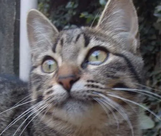 Gato ra a SRD idade 7 a 11 meses nome MISTICA