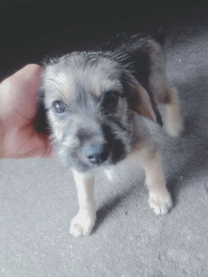 Cachorro ra a Vira lata idade 2 a 6 meses nome Perlinha
