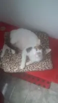 doçura