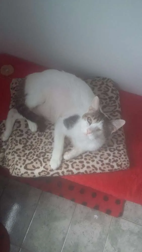 Gato ra a srd idade 1 ano nome doçura
