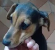 Toddy