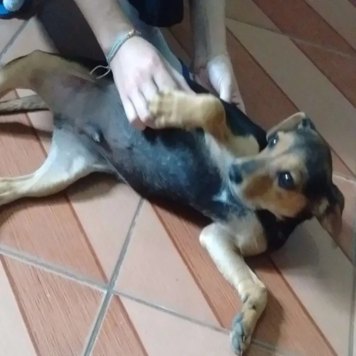 Cachorro ra a Vira-lata idade 2 a 6 meses nome Toddy