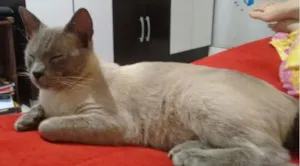 Gato raça Siamês idade 2 anos nome Jake