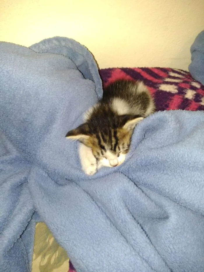 Gato ra a  idade Abaixo de 2 meses nome nao tem