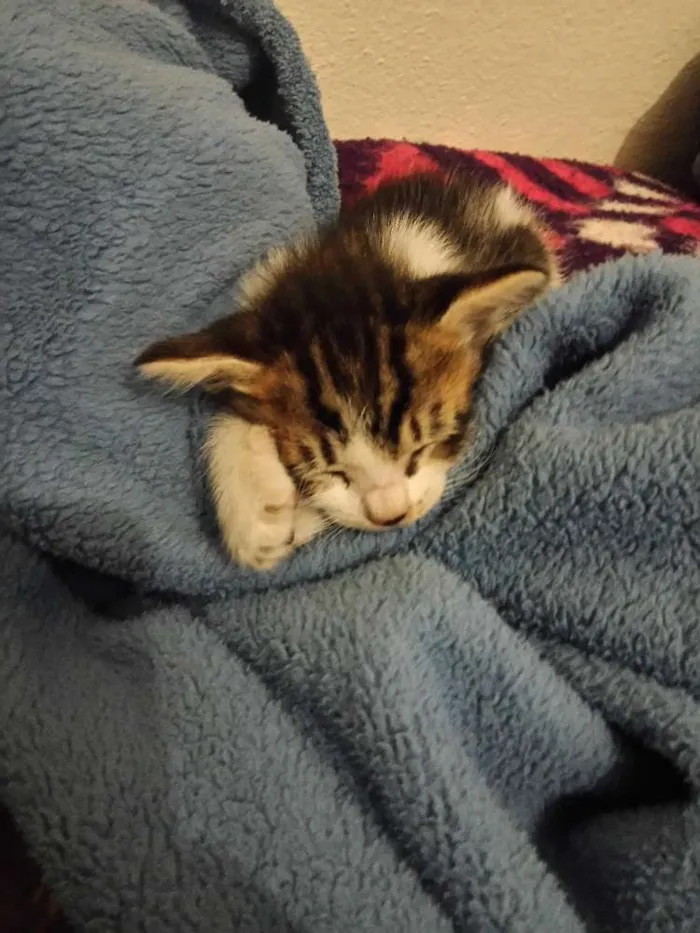Gato ra a  idade Abaixo de 2 meses nome nao tem