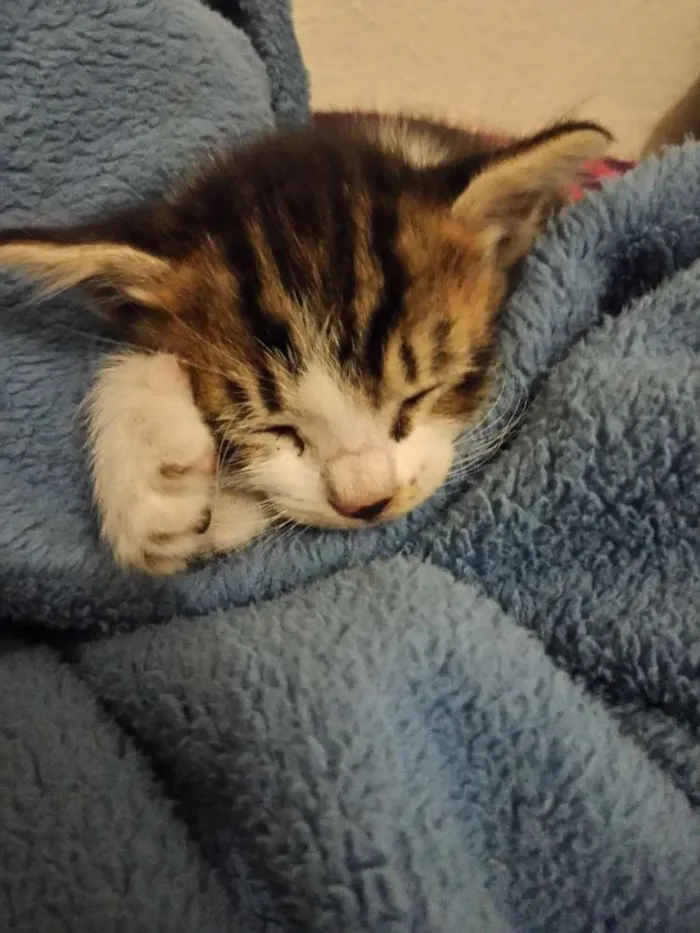 Gato ra a  idade Abaixo de 2 meses nome nao tem