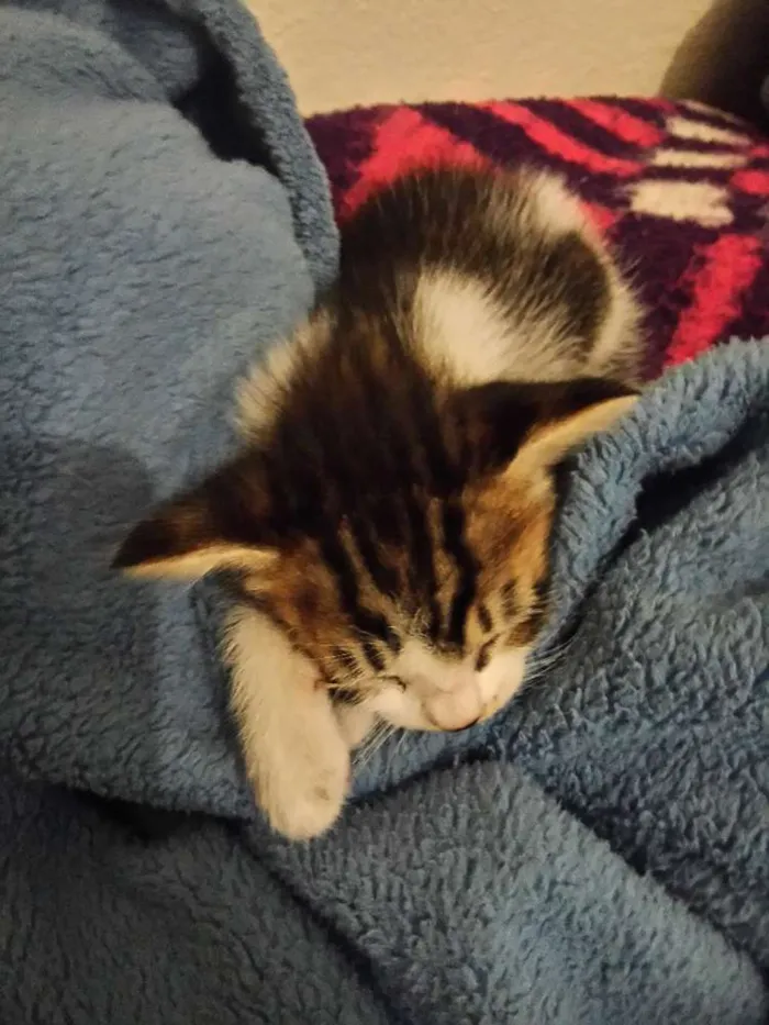 Gato ra a  idade Abaixo de 2 meses nome nao tem