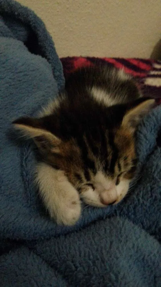 Gato ra a  idade Abaixo de 2 meses nome nao tem