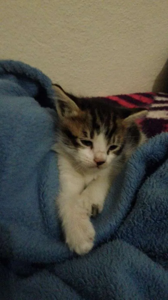 Gato ra a  idade Abaixo de 2 meses nome nao tem