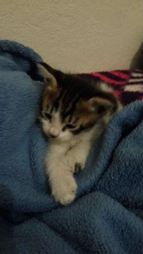 Gato ra a  idade Abaixo de 2 meses nome nao tem