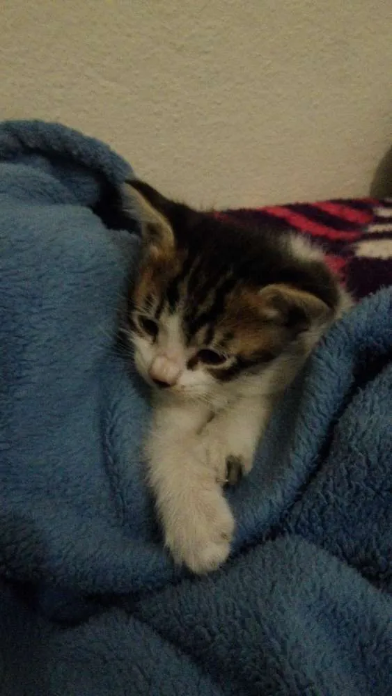 Gato ra a  idade Abaixo de 2 meses nome nao tem