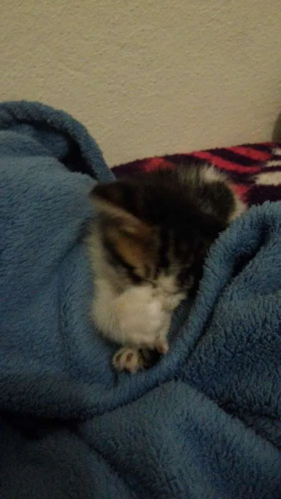 Gato ra a  idade Abaixo de 2 meses nome nao tem
