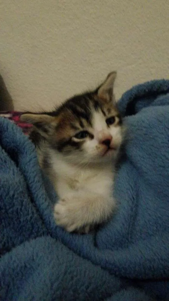 Gato ra a  idade Abaixo de 2 meses nome nao tem