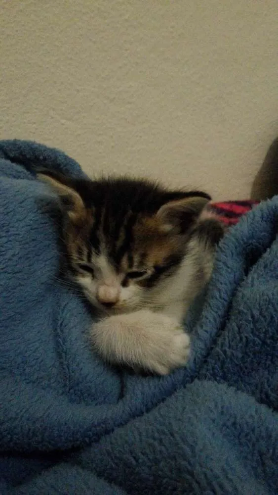 Gato ra a  idade Abaixo de 2 meses nome nao tem