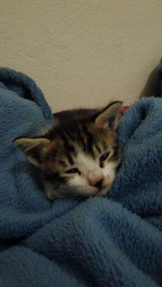 Gato ra a  idade Abaixo de 2 meses nome nao tem
