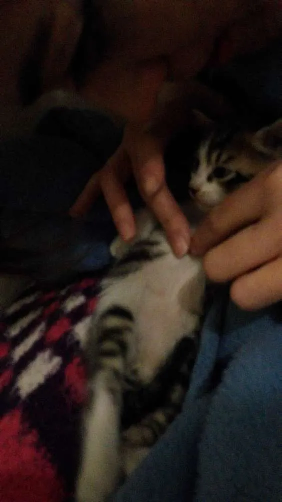 Gato ra a  idade Abaixo de 2 meses nome nao tem