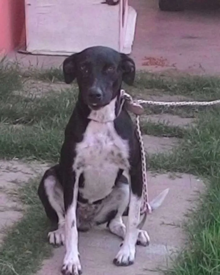 Cachorro ra a Mestiço idade 1 ano nome Nina