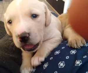 Cachorro raça ND idade 2 a 6 meses nome Bolinha