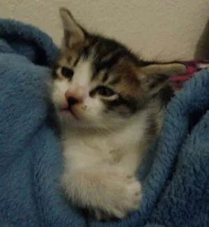 Gato raça  idade Abaixo de 2 meses nome nao tem