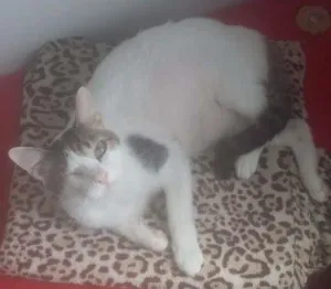 Gato raça srd idade 1 ano nome doçura
