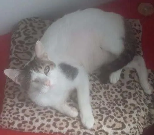 Gato ra a srd idade 1 ano nome doçura
