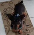 Pretinho