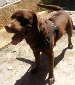 Cachorro raça Labrador idade 3 anos nome Scott
