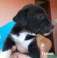Filhotes