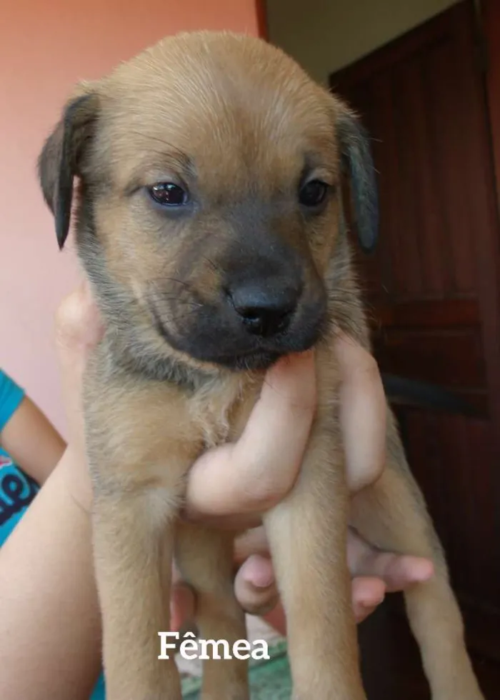 Cachorro ra a SRD idade Abaixo de 2 meses nome Filhotes