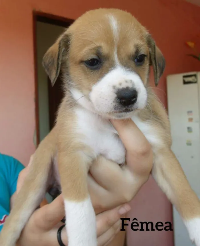 Cachorro ra a SRD idade Abaixo de 2 meses nome Filhotes