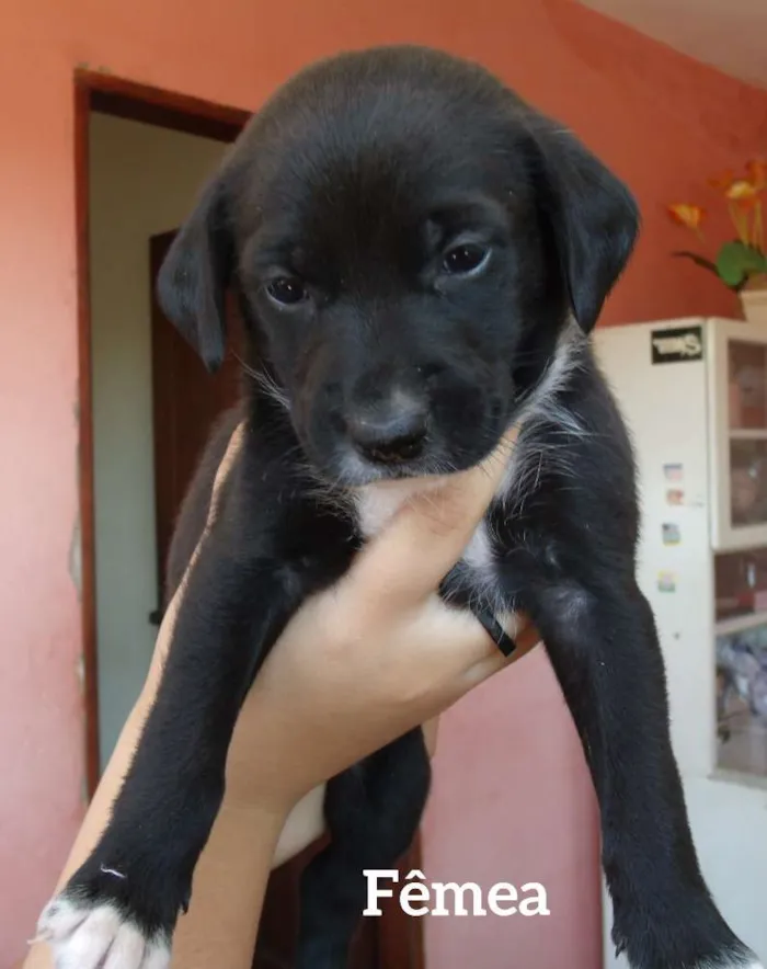 Cachorro ra a SRD idade Abaixo de 2 meses nome Filhotes