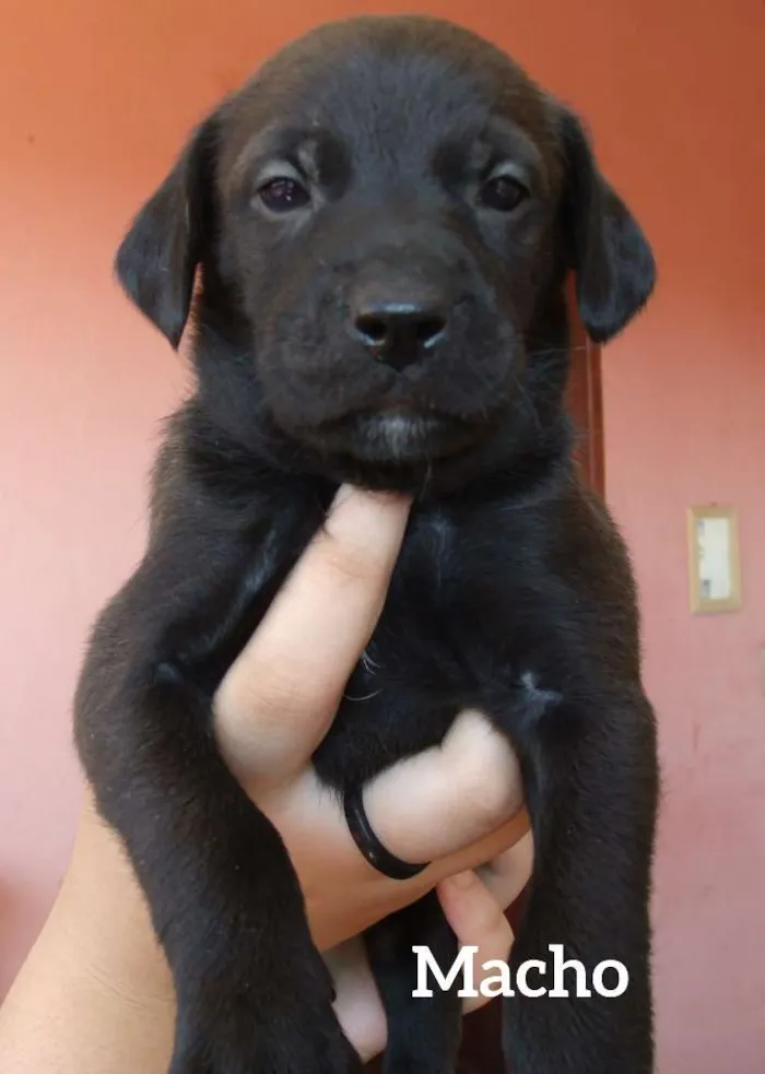 Cachorro ra a SRD idade Abaixo de 2 meses nome Filhotes