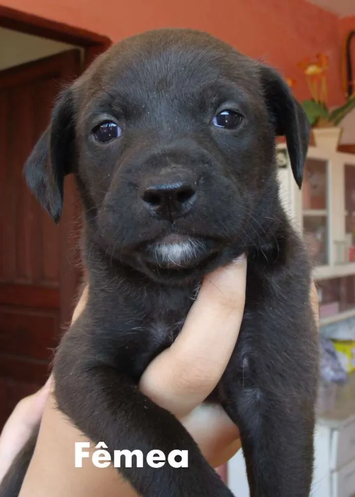 Cachorro ra a SRD idade Abaixo de 2 meses nome Filhotes
